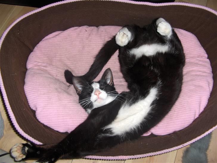 Huskat Gizmo billede 6