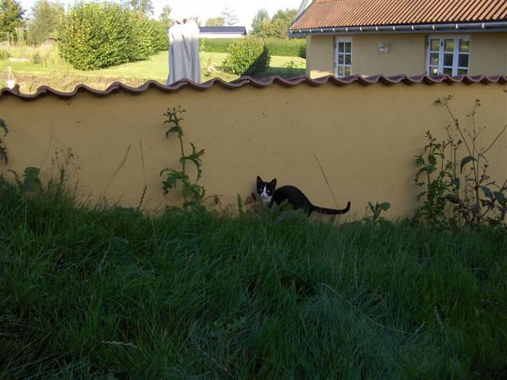 Huskat Gizmo - som killing billede 7