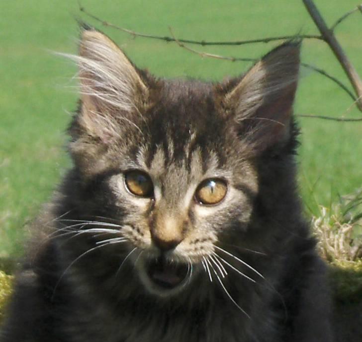 Maine Coon Miss Dee Obami billede 1