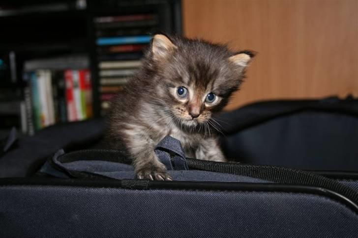 Maine Coon Miss Dee Obami billede 2