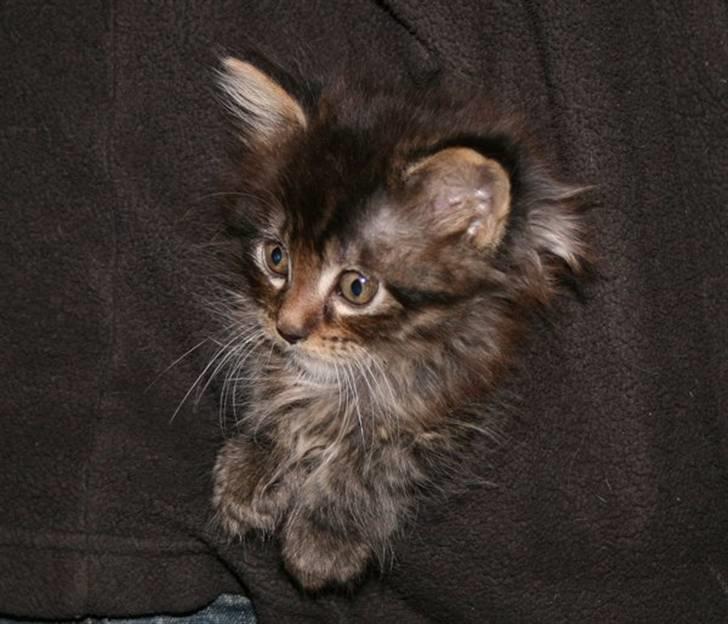 Maine Coon Miss Dee Obami billede 3