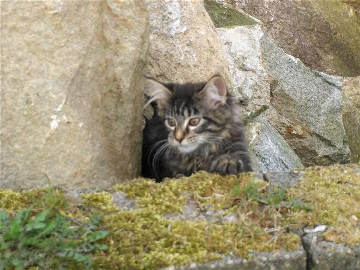 Maine Coon Miss Dee Obami billede 4