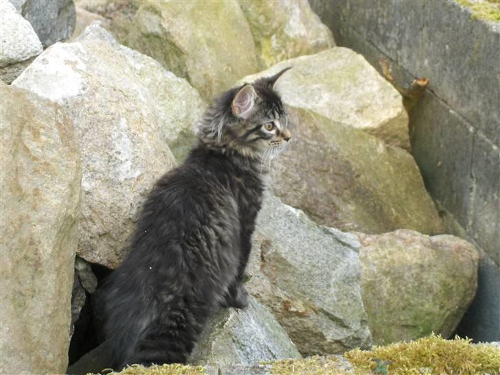 Maine Coon Miss Dee Obami billede 5