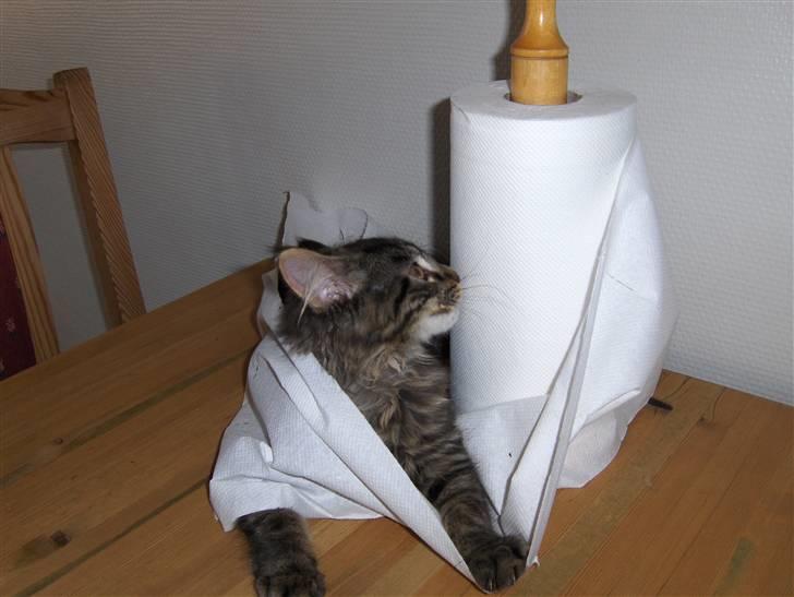 Maine Coon Miss Dee Obami billede 6