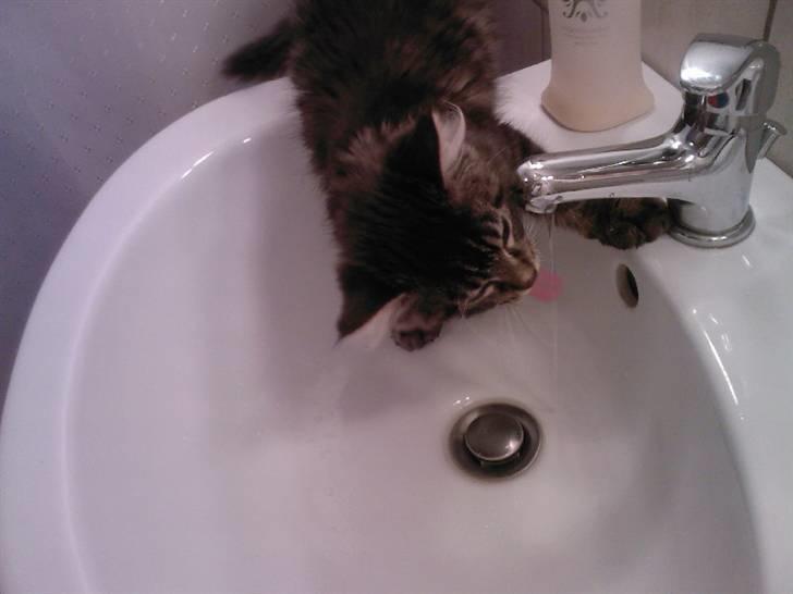 Maine Coon Miss Dee Obami billede 7