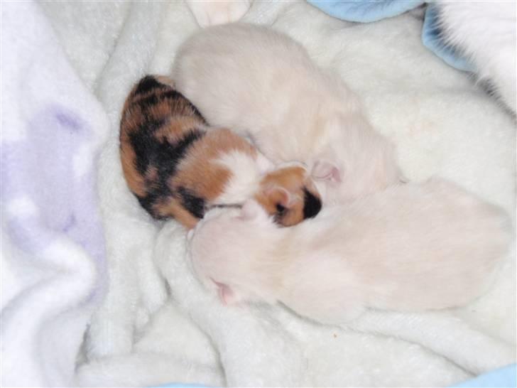 Huskat Frøken - her ligger Bailey, fnug og mester og putter godt ind til hinanden mens mor spiser lidt mad;D billede 5