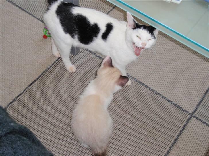 Huskat Frøken - GAAB da billede 6