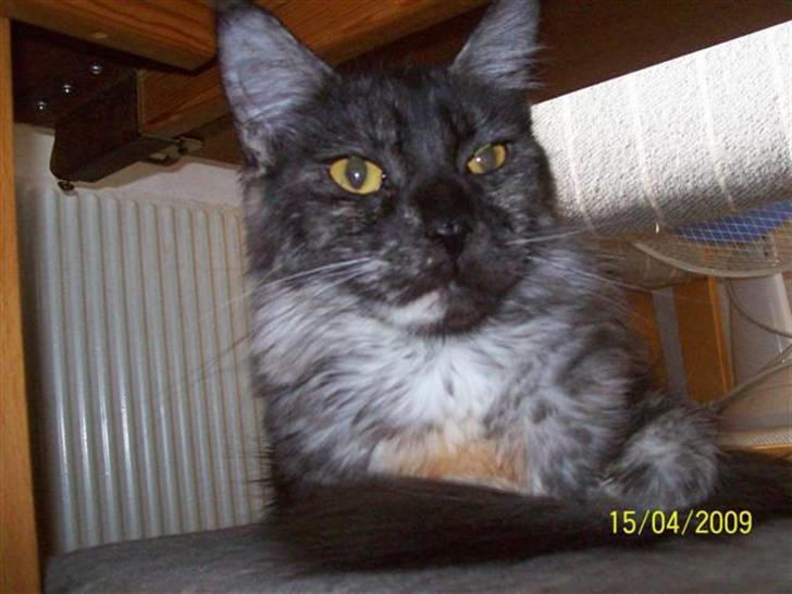 Maine Coon PANDORA billede 6