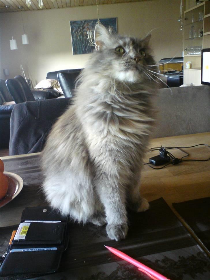 Maine Coon Spizey billede 8