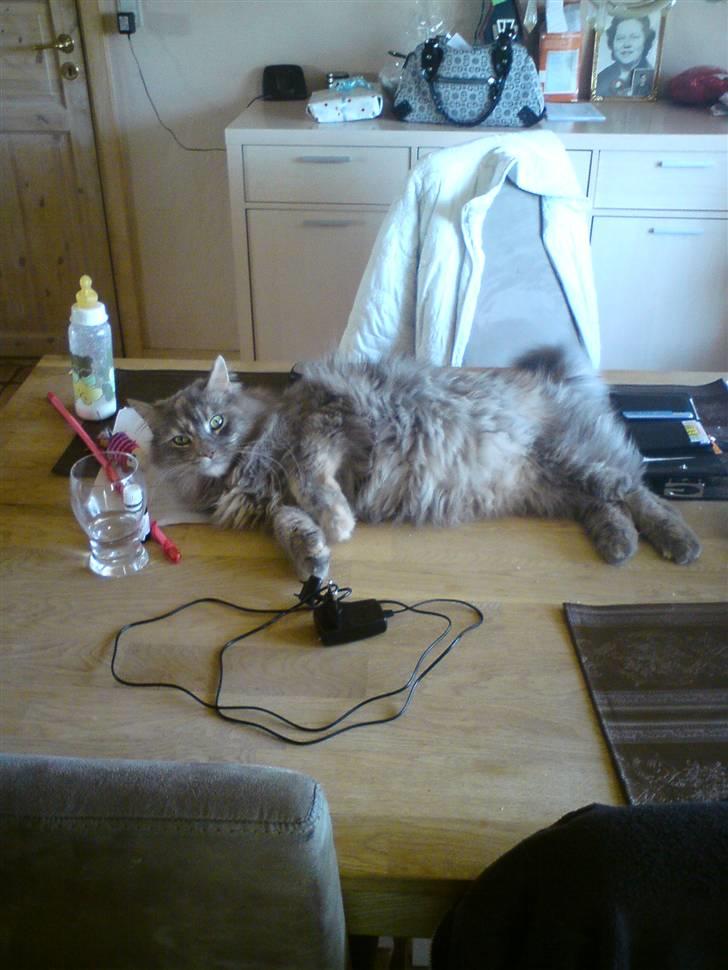 Maine Coon Spizey billede 9