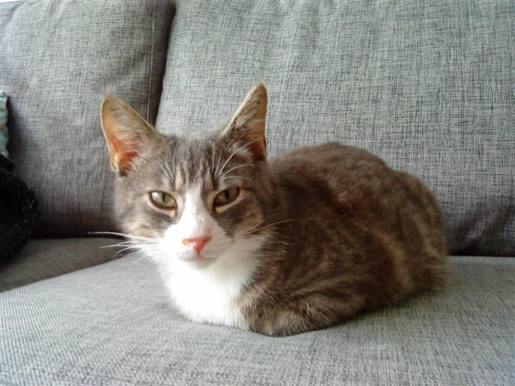 Blanding af racer Sofus - R.I.P billede 11