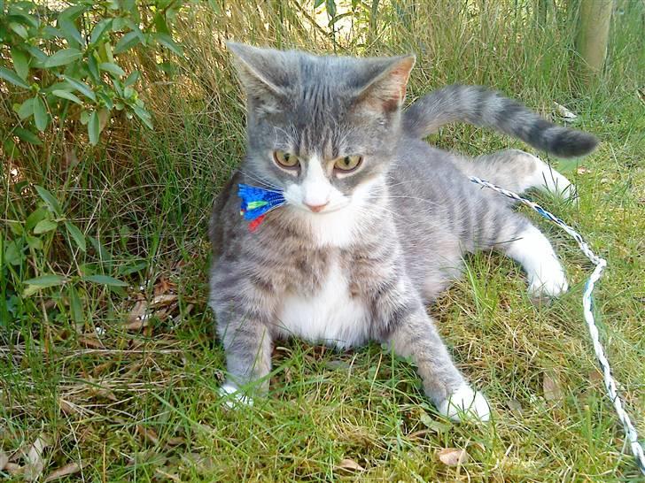 Blanding af racer Sofus - R.I.P billede 12