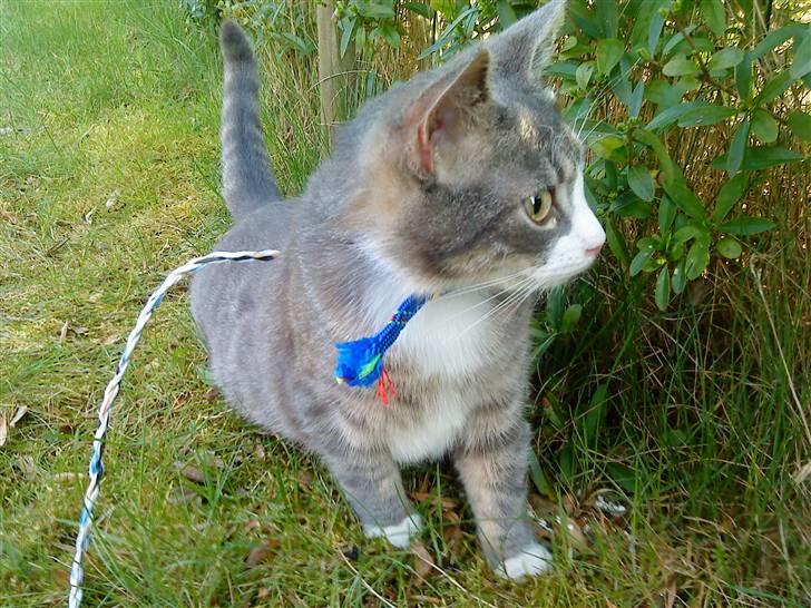 Blanding af racer Sofus - R.I.P billede 13