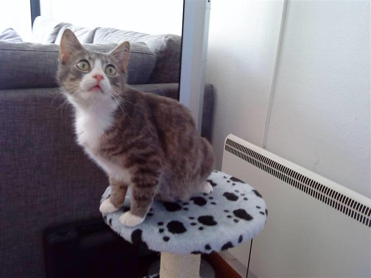 Blanding af racer Sofus - R.I.P billede 14