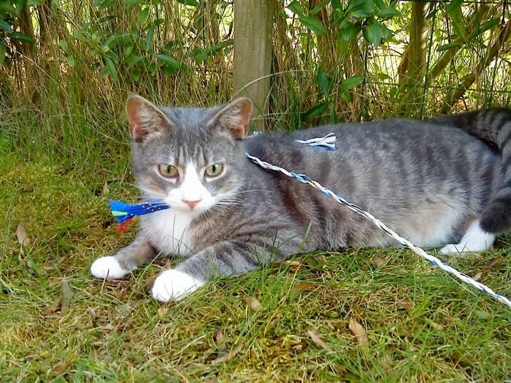 Blanding af racer Sofus - R.I.P billede 15