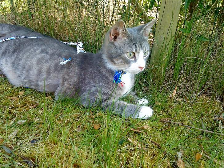 Blanding af racer Sofus - R.I.P billede 16