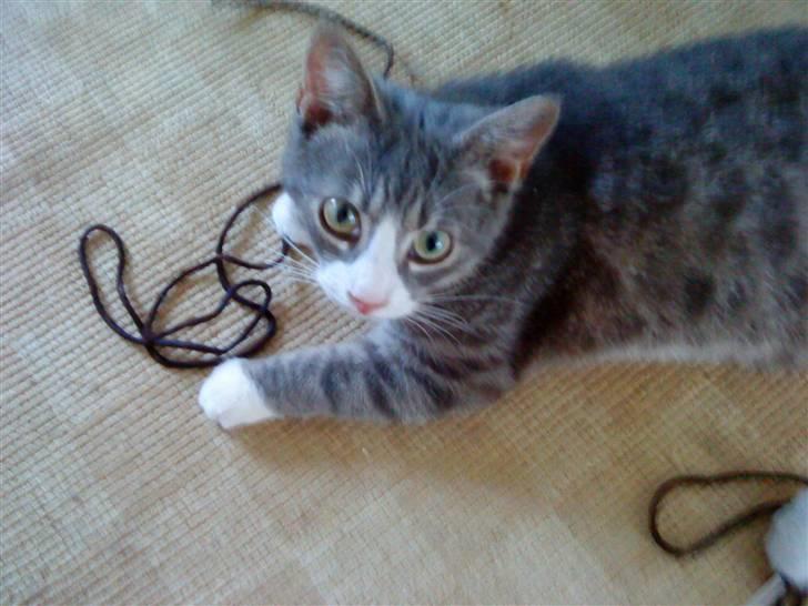 Blanding af racer Sofus - R.I.P billede 17