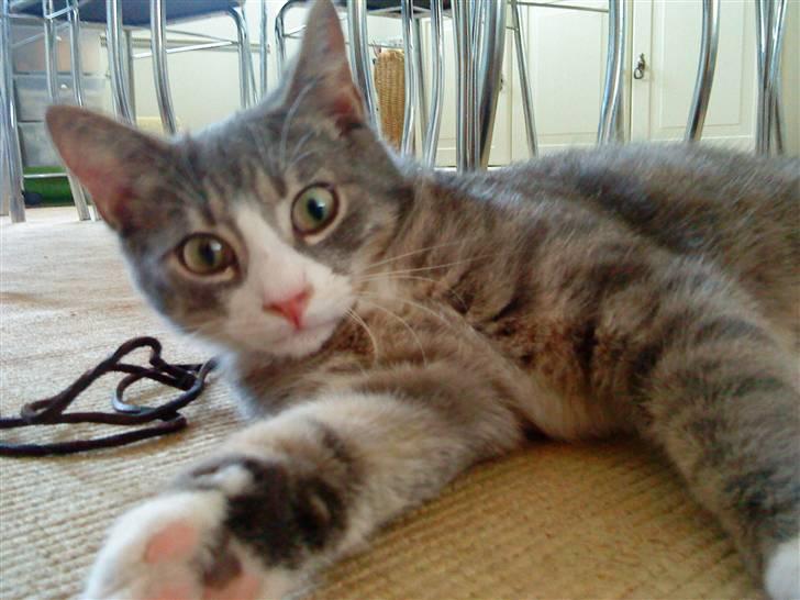 Blanding af racer Sofus - R.I.P billede 18