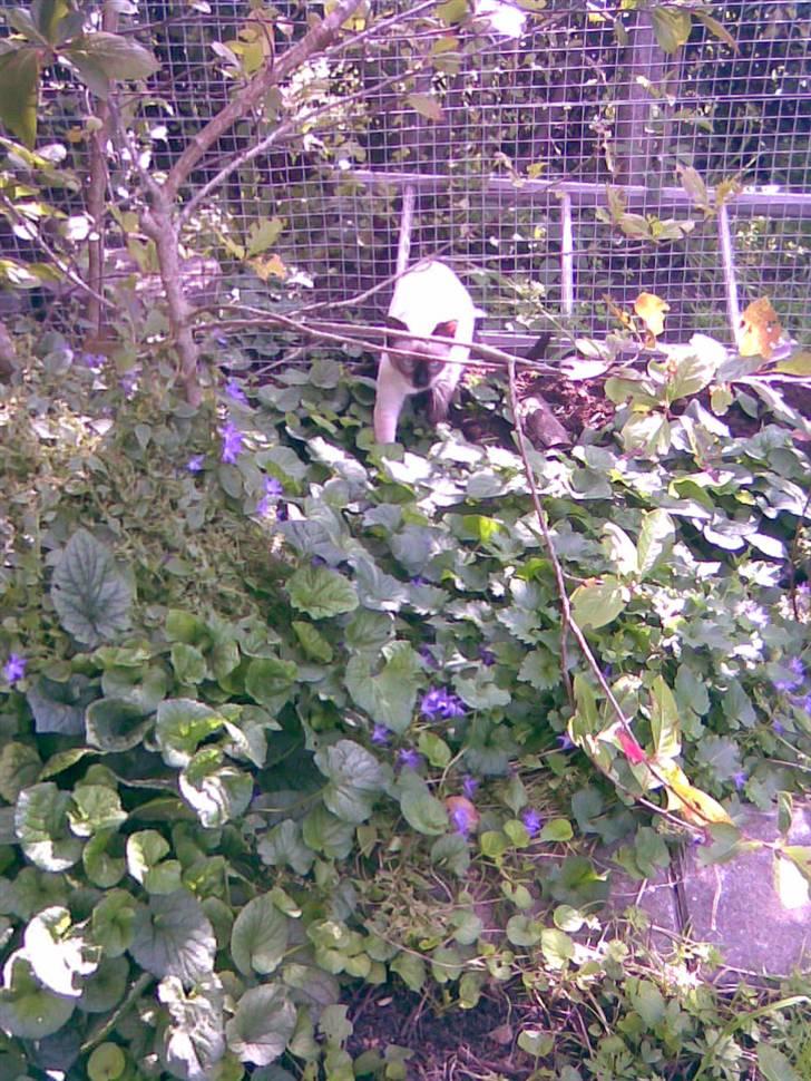 Siameser Celine - Celines første tur i lufteburet sommer 08 billede 4