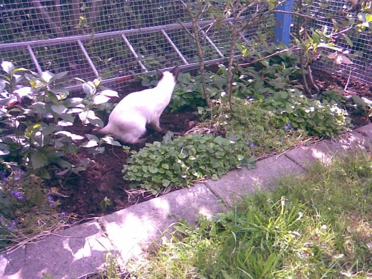 Siameser Celine billede 5