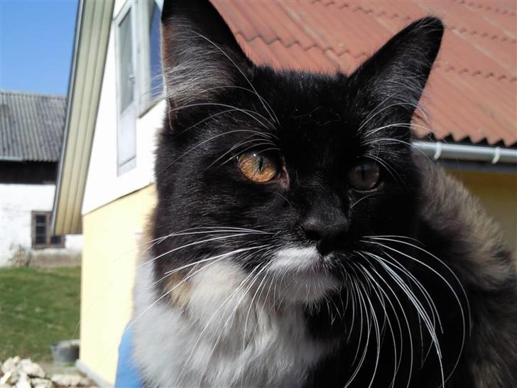 Huskat R.I.P Rotten - Her er jeg så. Jeg hedder Rotten men bliver stor set altid kaldt Noodles! billede 1