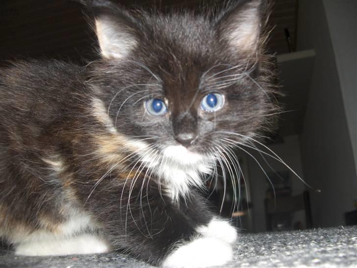 Huskat R.I.P Rotten - Her er jeg en lille killing billede 2