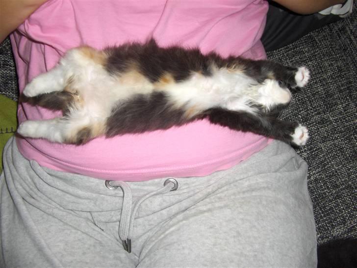 Huskat R.I.P Rotten - Jeg elsker bare at ligge og flade ud på en dejlig mave billede 3