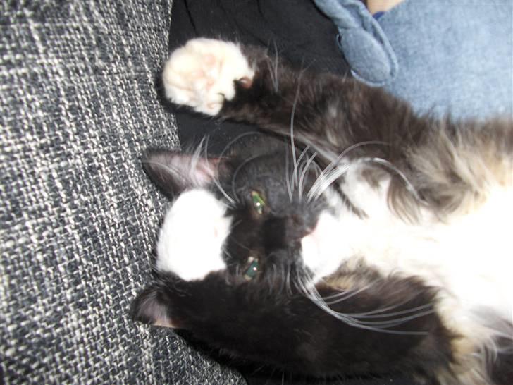 Huskat R.I.P Rotten - Ikke flere billeder nu tak billede 4