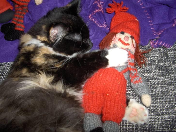 Huskat R.I.P Rotten - Der findes ikke noget bedre end at ligge og hygge med min nisseven i julen billede 5