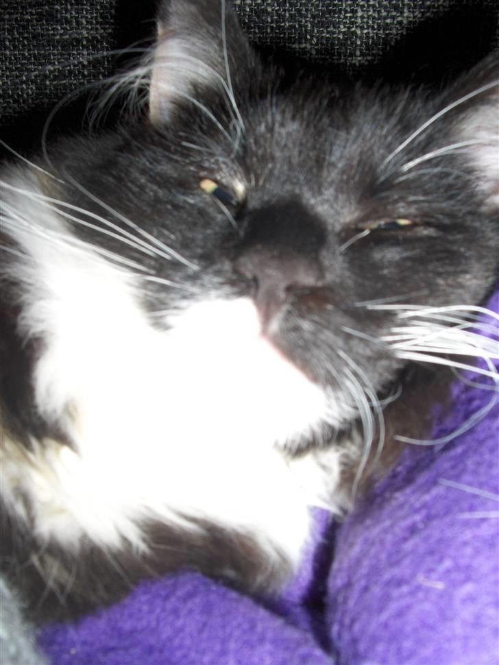 Huskat R.I.P Rotten - Fierce! billede 6