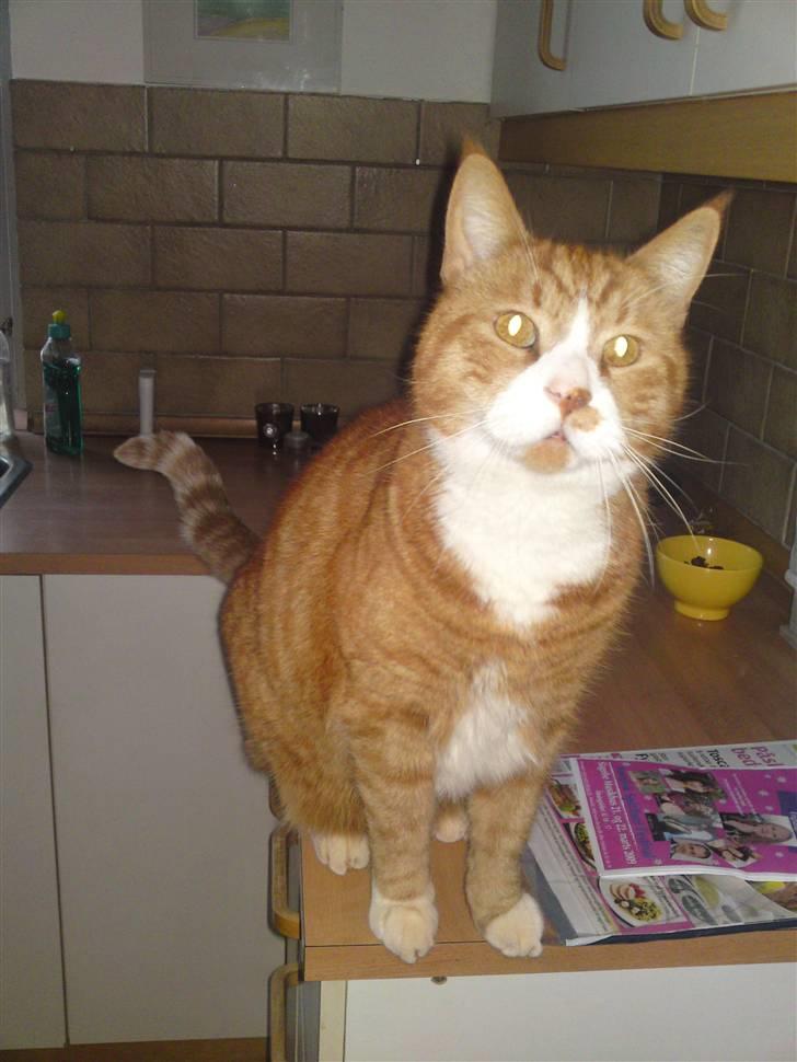 Blanding af racer Stalin R.I.P - Skønne mis .. :) billede 8