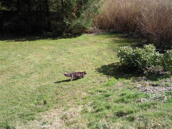 Huskat R.I.P Rotten - Her er et meget nyt billede af mig, hvor jeg er ude og "jage" billede 7