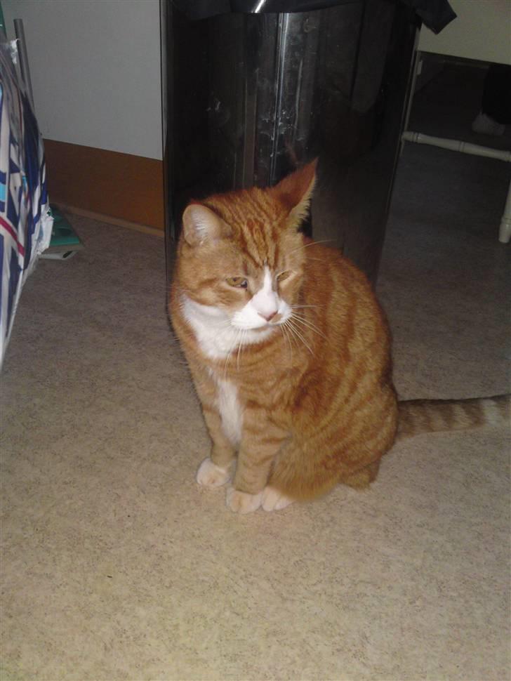 Blanding af racer Stalin R.I.P billede 9