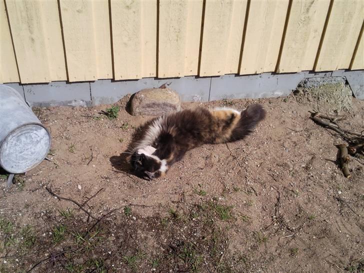 Huskat R.I.P Rotten - En rulletur i grusset kan gøre en hver dag perfekt! billede 8