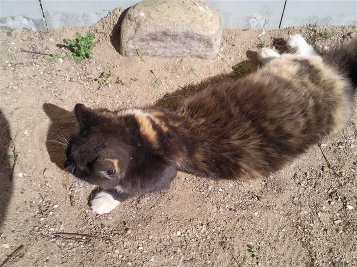 Huskat R.I.P Rotten - Og så endda i solen... PERFECT billede 9