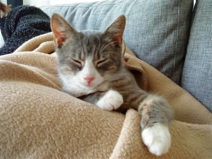 Blanding af racer Sofus - R.I.P billede 19