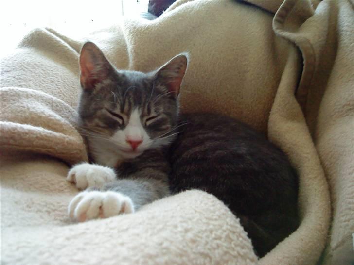 Blanding af racer Sofus - R.I.P billede 20