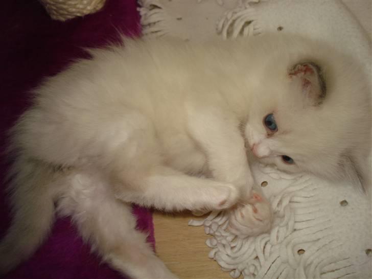 Ragdoll Chardolls Tyson (Oliver)  billede 3