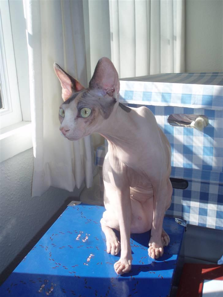 Sphynx Clara billede 18