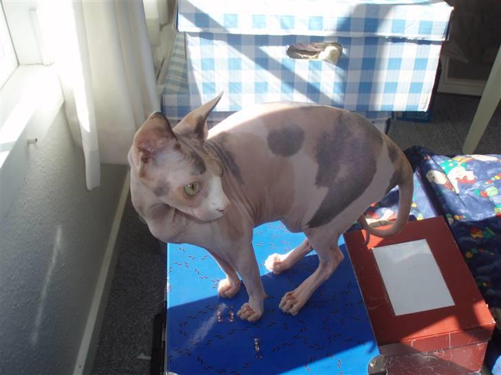 Sphynx Clara billede 19