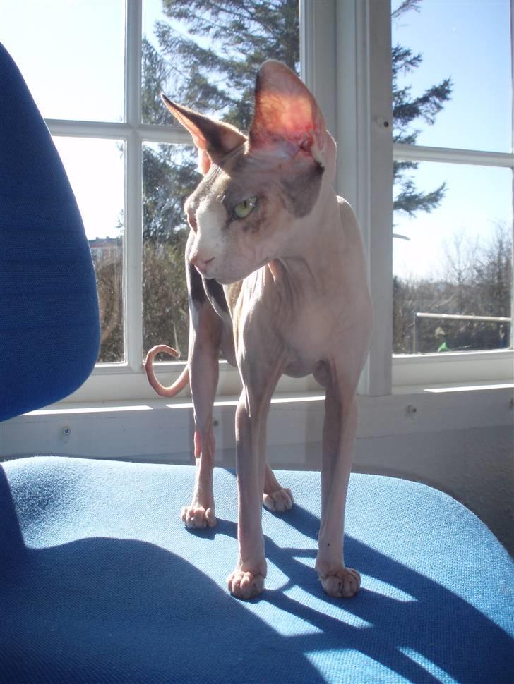 Sphynx Clara billede 20