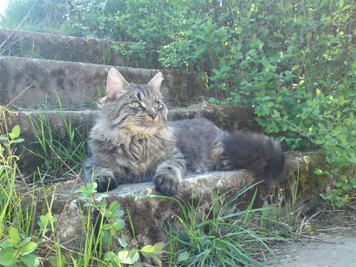 Blanding af racer Lille Miv - Miv 200409 billede 16