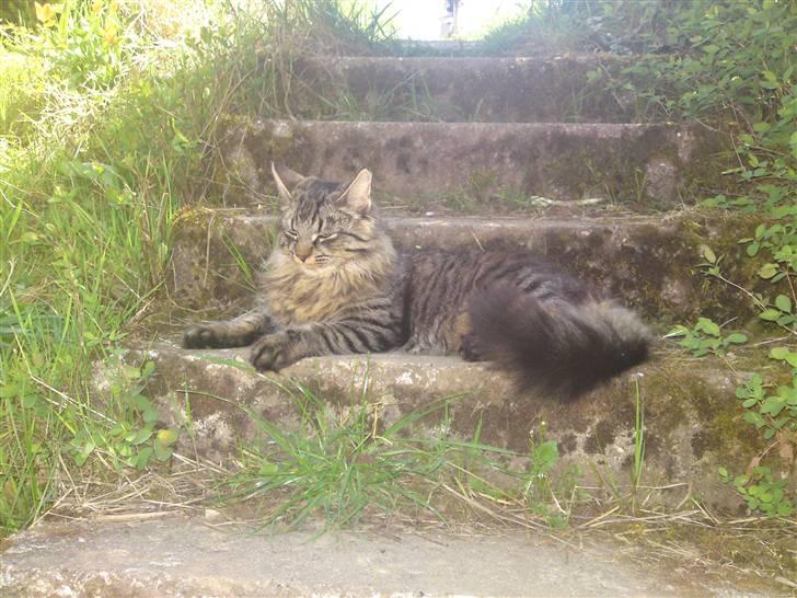 Blanding af racer Lille Miv billede 17