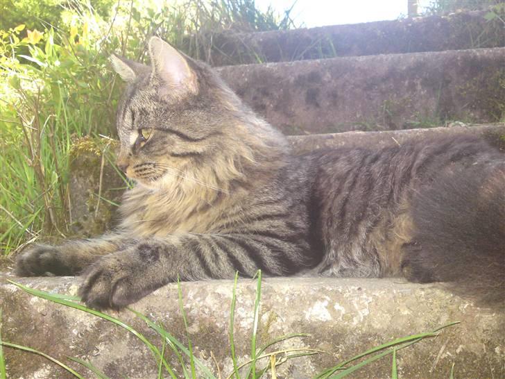 Blanding af racer Lille Miv billede 18