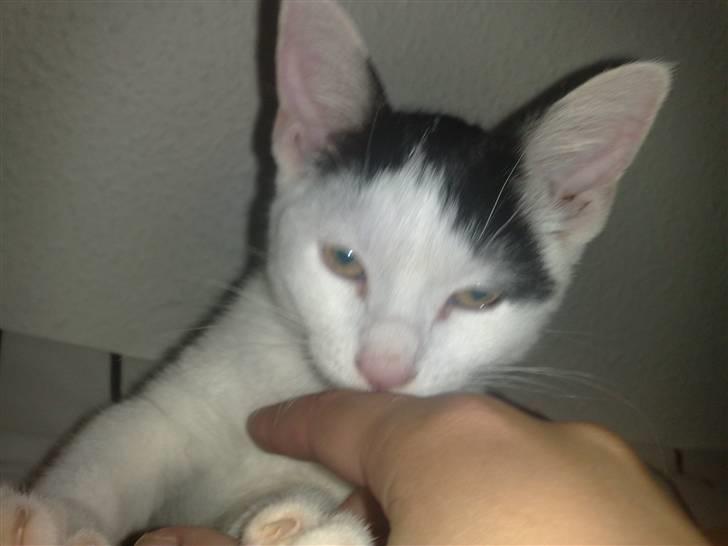 Huskat Frøken - Ikke et kanon billede , men min misser tror der kommer mælk ud af vores finger , så hun sutter rigtig tit på os, stadig, her er hun så ikke så gammel.;D  billede 7