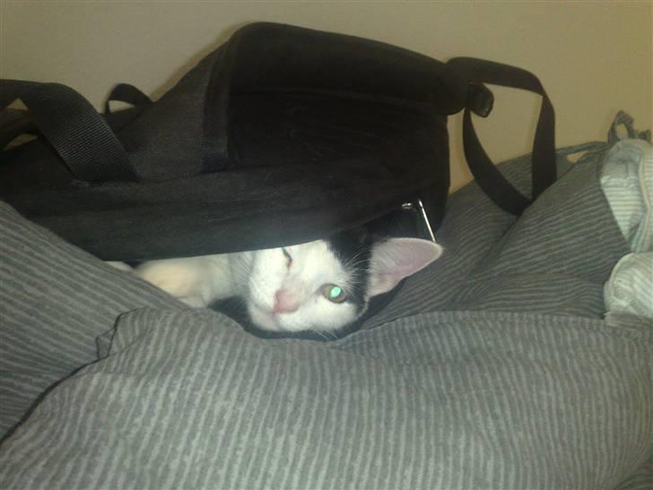 Huskat Frøken - hehe titebøøh ;D dette er også fra da hun var yngre;D billede 8