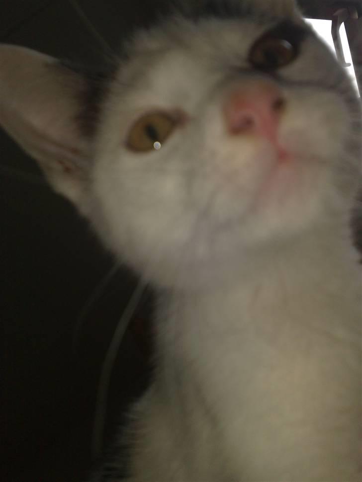 Huskat Frøken - uhh hva´ er det?? billede 9