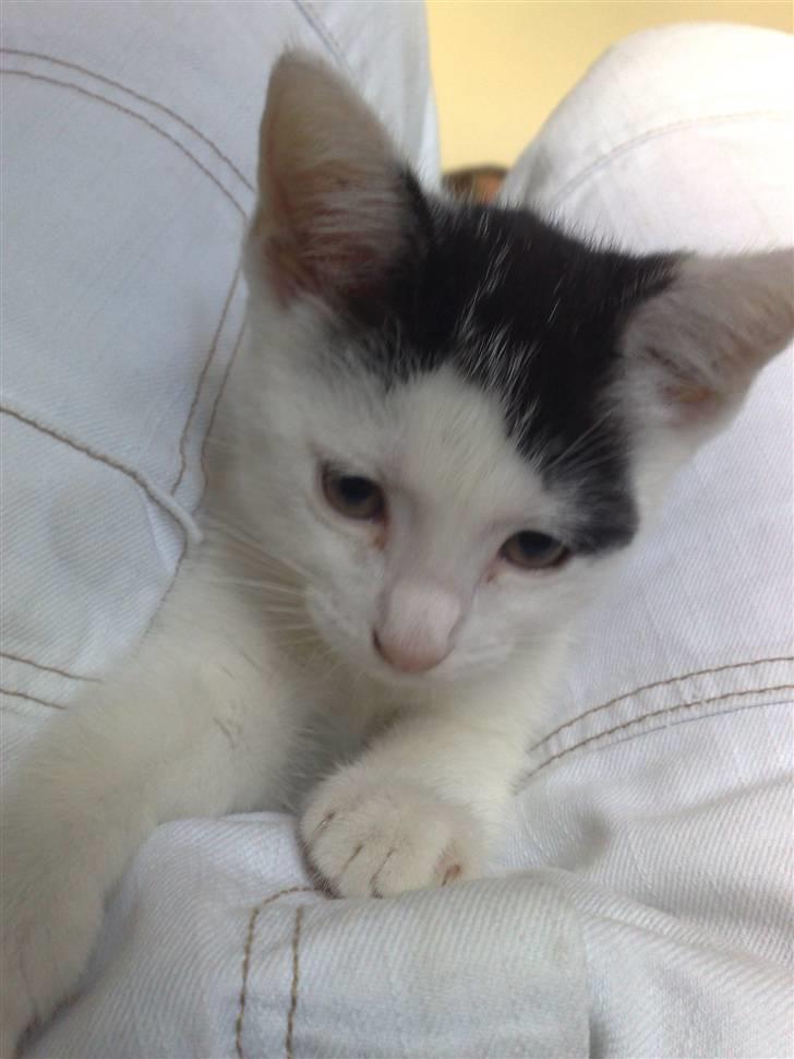 Huskat Frøken - Her havde vi næsten lige fået Frøken , hun var nåede så legesyg;D en engel var blevet født;D billede 10