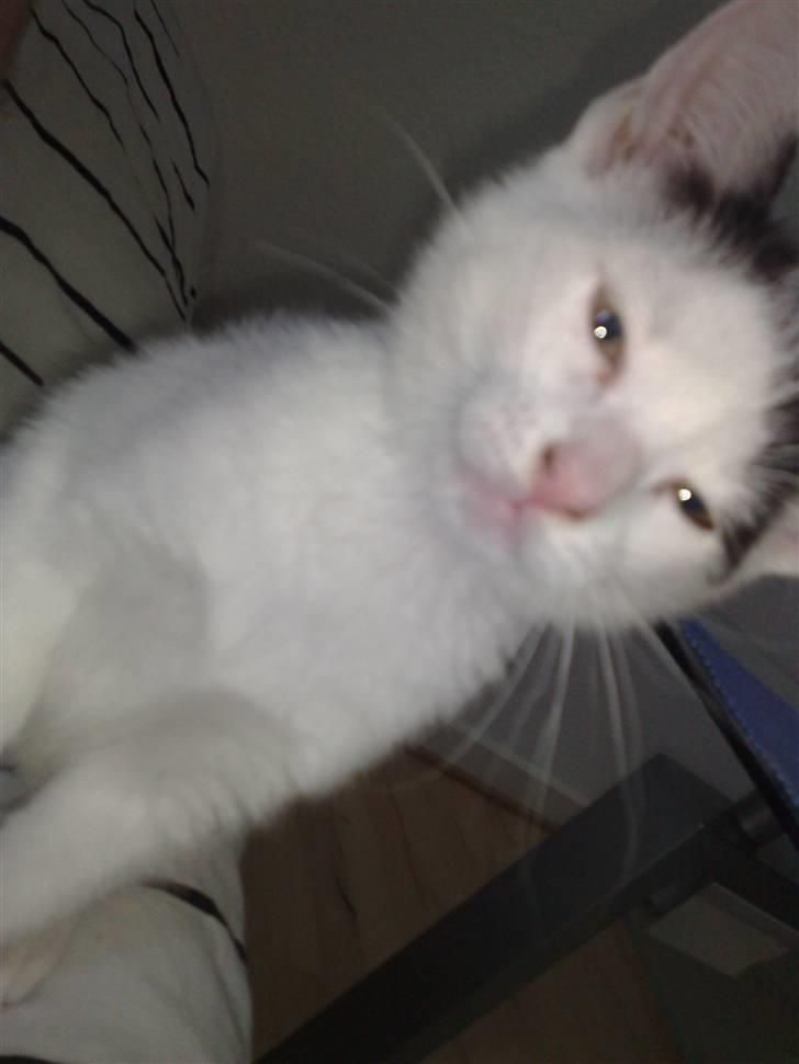 Huskat Frøken - tror altså hun undrede sig meget over hva det var for en mærkelig tingest der blev ved med at blænde hende;D billede 11