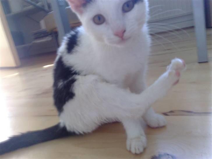 Huskat Frøken - mjin kæreste syntes hun lugtede lidt så hun fik sig en ordentlig skyller under brusen men det huerede hende ikke ligefrem;D billede 13